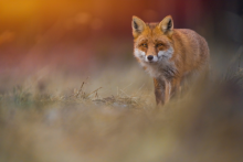 Spotkałeś dzikie zwierzę? Nie panikuj